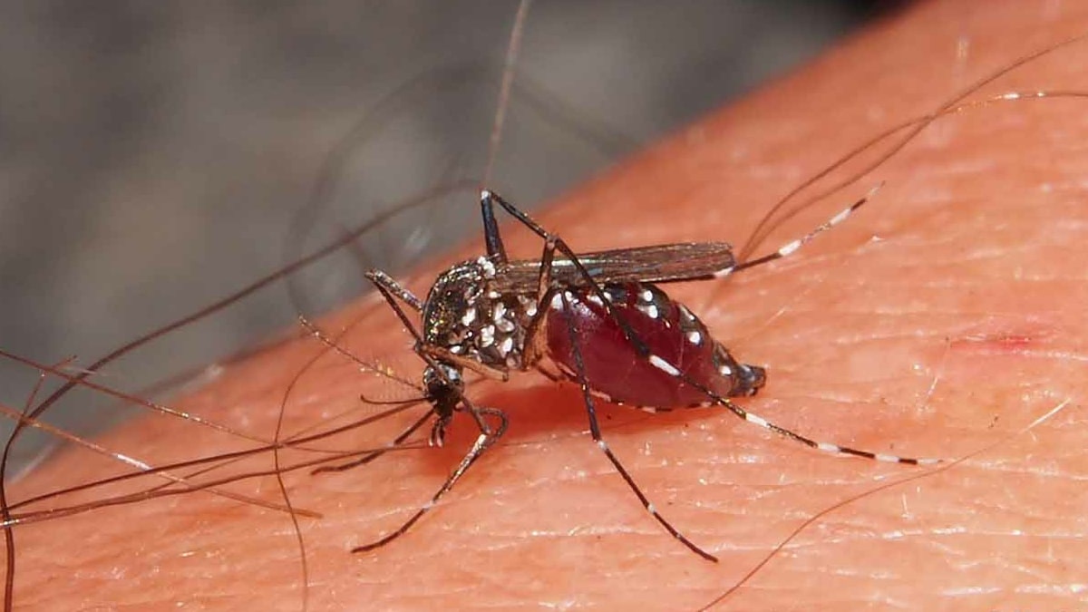 Moustiques Personne Piquee