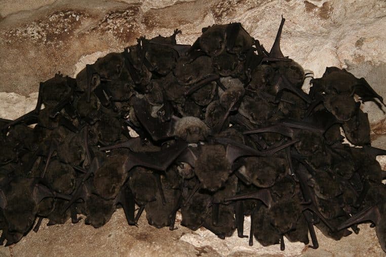 Grosse agrégation de chauves-souris grises serrées contre la paroi d’une grotte, ailes pliées, formant un amas sombre et compact.
