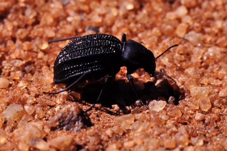 Coléoptère Namib sur le sable : position et carapace favorisent la condensation et le ruissellement de l’eau