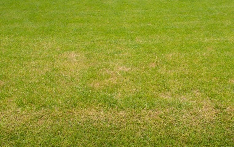 Pelouse tâche jaune champignon