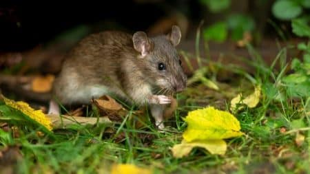 Rats Jardin