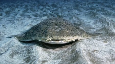 Requin Ange Mers