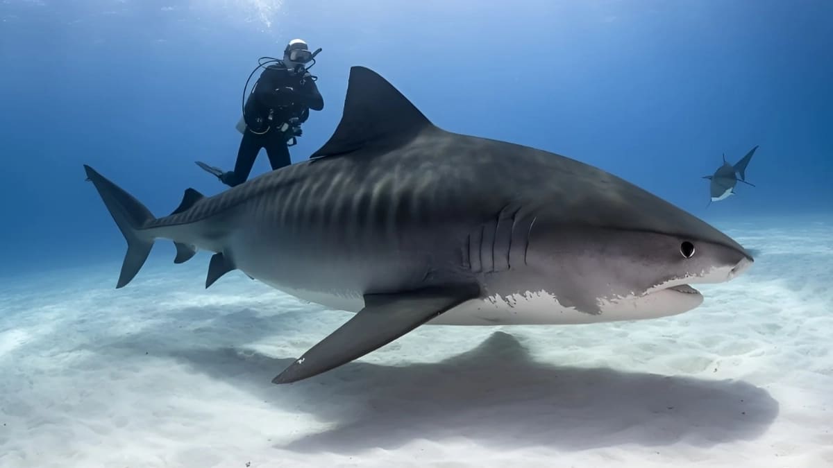 Requin Sombre Caracteristiques