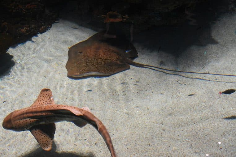 Requin-zèbre et raie à queue réticulée partageant le même bassin, montrant la cohabitation avec d’autres espèces benthiques.