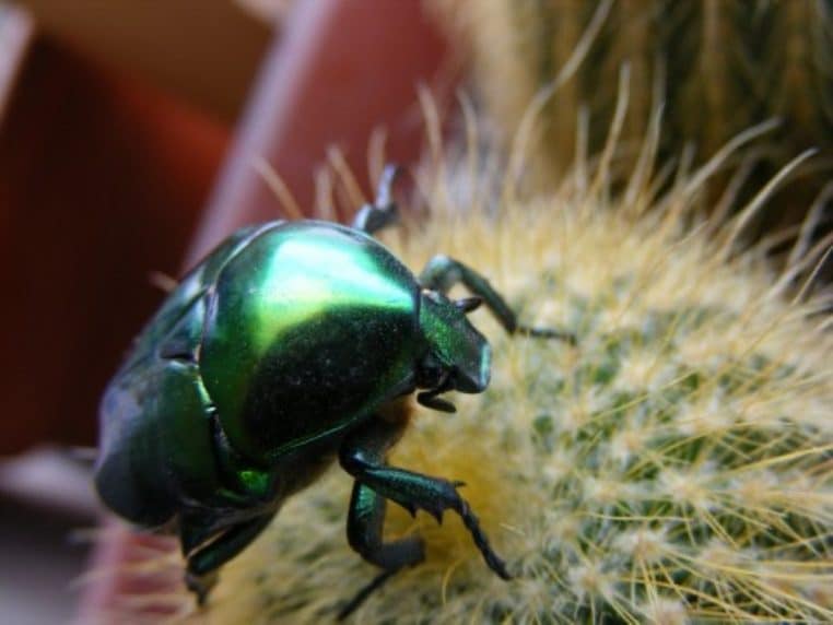 Cétoine dorée sur fleur jaune, vue latérale.