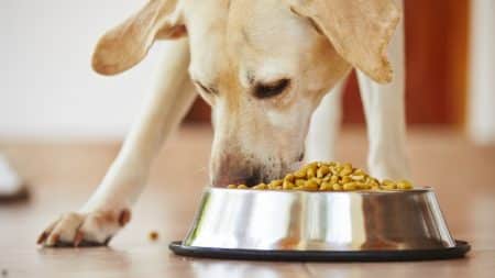 Salmonelle Aliments Chiens