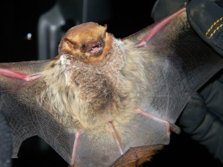 Gros plan d’une chauve-souris Seminole tenue avec précaution, ailes déployées, pelage roux aux pointes blanchies et membranes rosées.