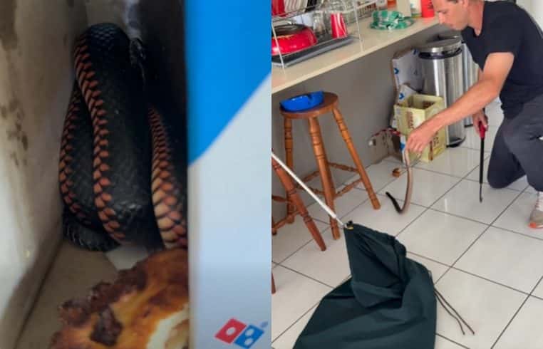 Serpent dans une boîte à pizza