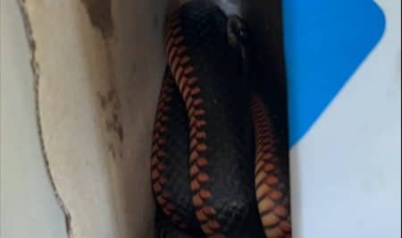 Serpent dans une boîte à pizza