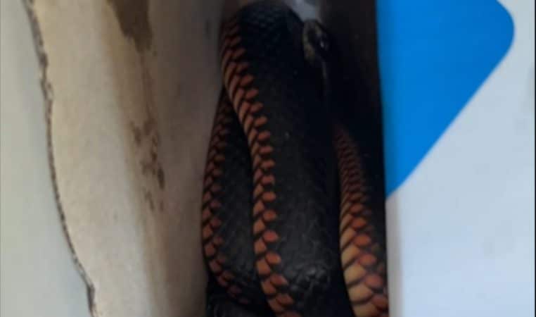 Serpent dans une boîte à pizza