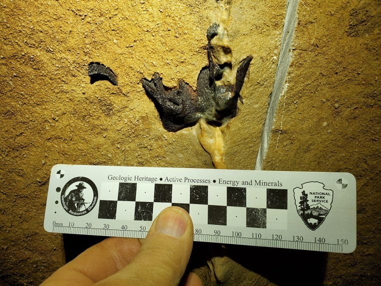 Boîte crânienne fossilisée d’un requin exposée dans un mur calcaire de Mammoth Cave, repérée lors d’un inventaire paléontologique.