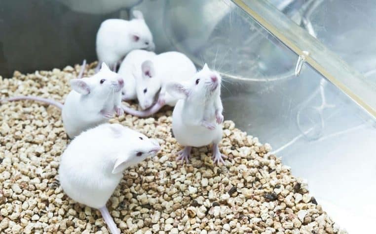 Souris Cage Comportement