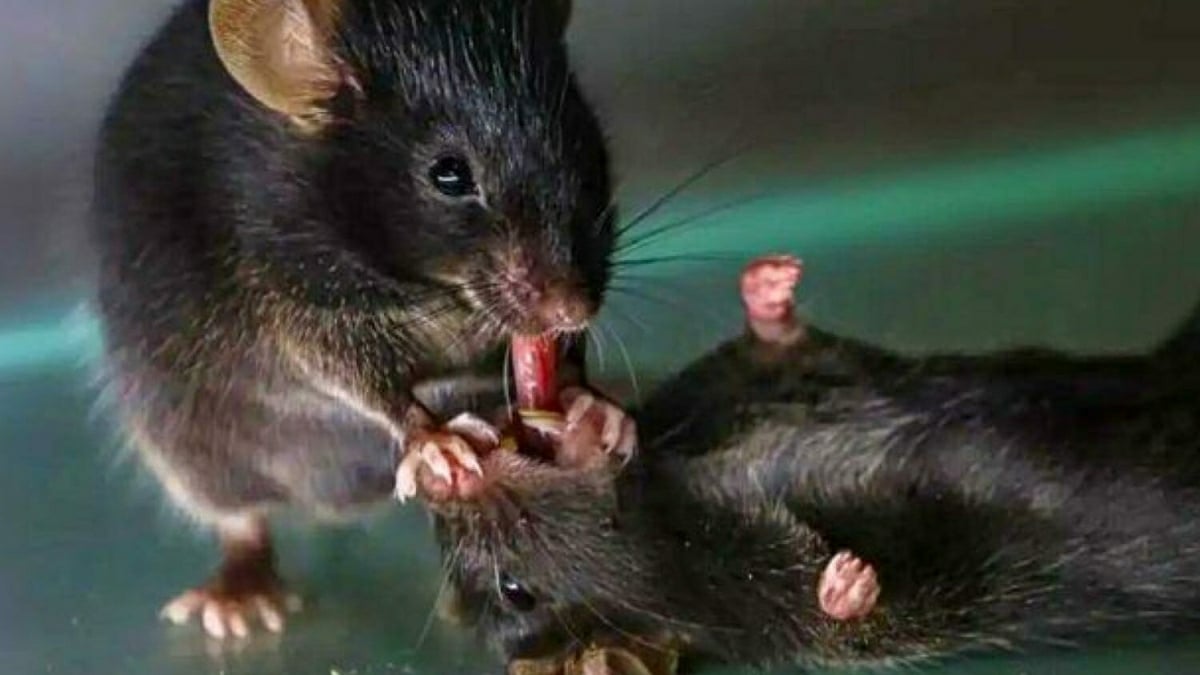 Souris Secouristes
