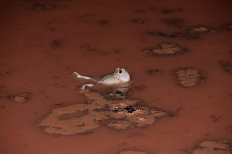 « Dromadaire : une réserve de graisse au service de l’eau métabolique. »
Crédit : AntanO / Wikimedia Commons (CC BY-SA 4.0)