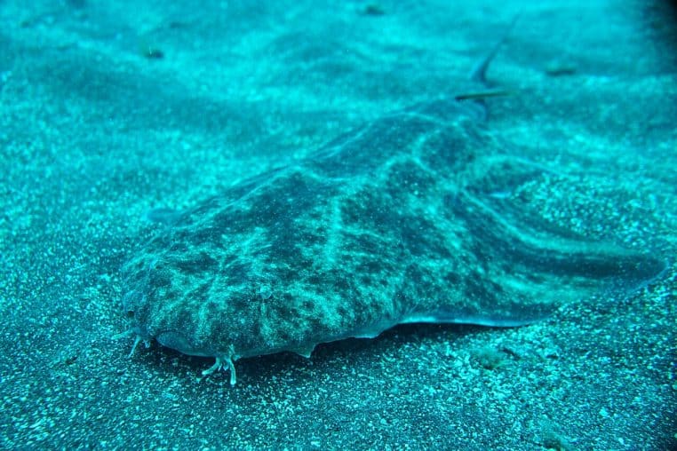 Requin ange de mer allongé sur un fond marin aux rides sédimentaires, profil complet visible en eau claire