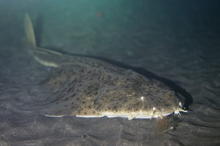 Gros plan sur la tête et le corps d’un requin ange de mer posé sur le fond, yeux brillants et peau tachetée en lumière atténuée