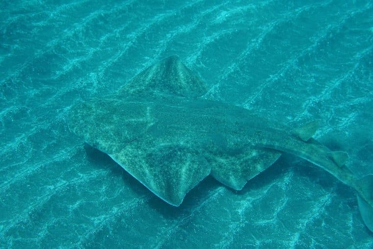 Requin ange de mer Squatina squatina vu de dessus avançant lentement au-dessus d’un fond sableux strié en eau claire près des côtes