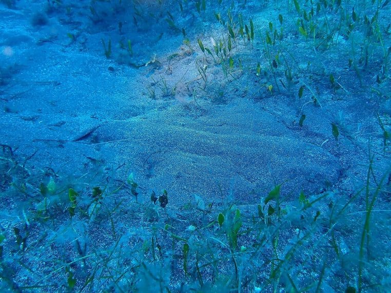 Ange de mer parfaitement camouflé dans un patchwork de sable et d’herbiers en eau peu profonde, presque invisible à l’œil nu