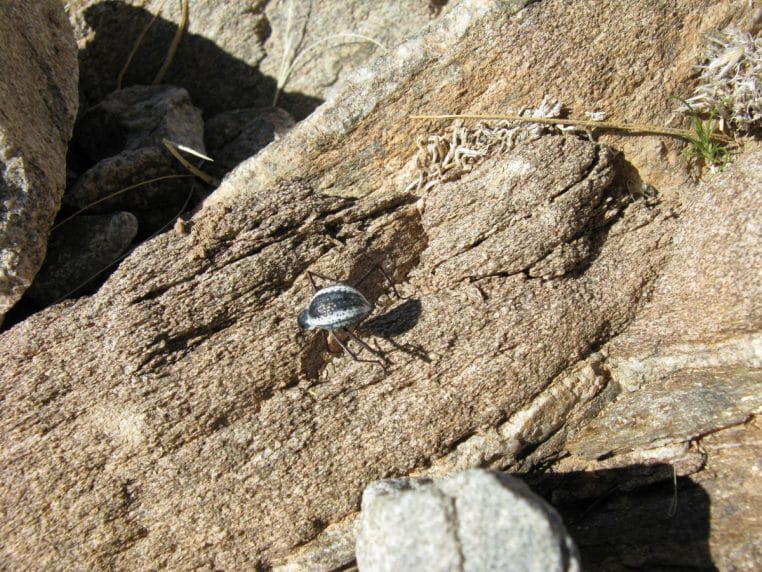 Stenocara gracilipes photographié dans une gorge namibienne, exemplaire du coléoptère qui récolte le brouillard