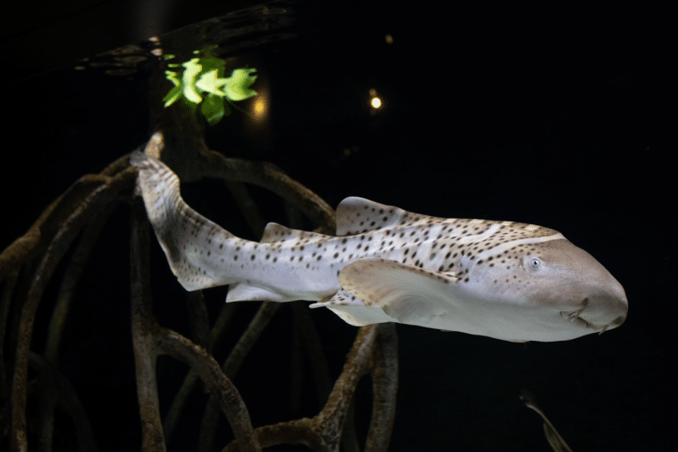 Requin-zèbre « transitoire » en aquarium, livrée entre bandes juvéniles et taches adultes, net et cadré en plan serré.