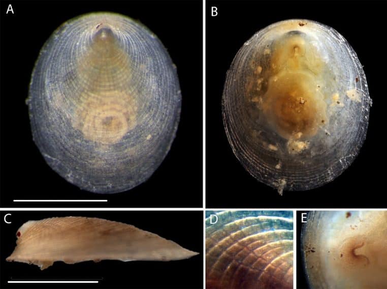 Monoplacophore Veleropilina photographié pour le Natural History Museum, exemple de mollusque rare des grandes profondeurs.