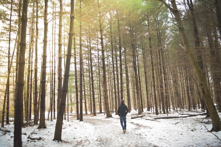 Promeneur solitaire sur un chemin enneigé bordé de grands pins, lumière de fin de journée réchauffant le paysage.