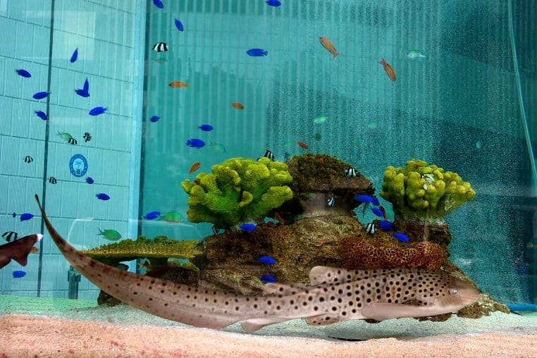 Requin-zèbre adulte nageant en aquarium, motif tacheté bien visible et éclairage bleuté rappelant l’habitat récifal de l’Indo-Pacifique.