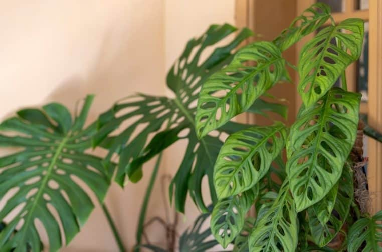 adieu sapin de noel nouvelle alternativeee