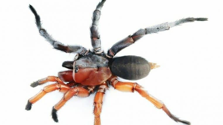 araignee mi male mi femme decouverte - copie