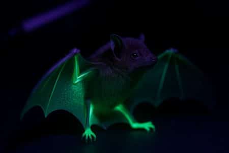 Chauve-souris nord-américaine sous lumière UV, lueur vert émeraude sur les membranes alaires et les pattes, fond sombre.