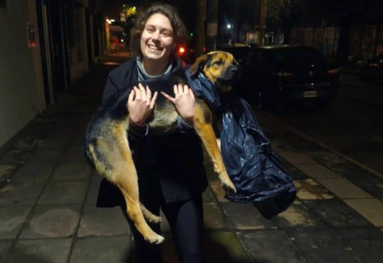 Chien errant adopté