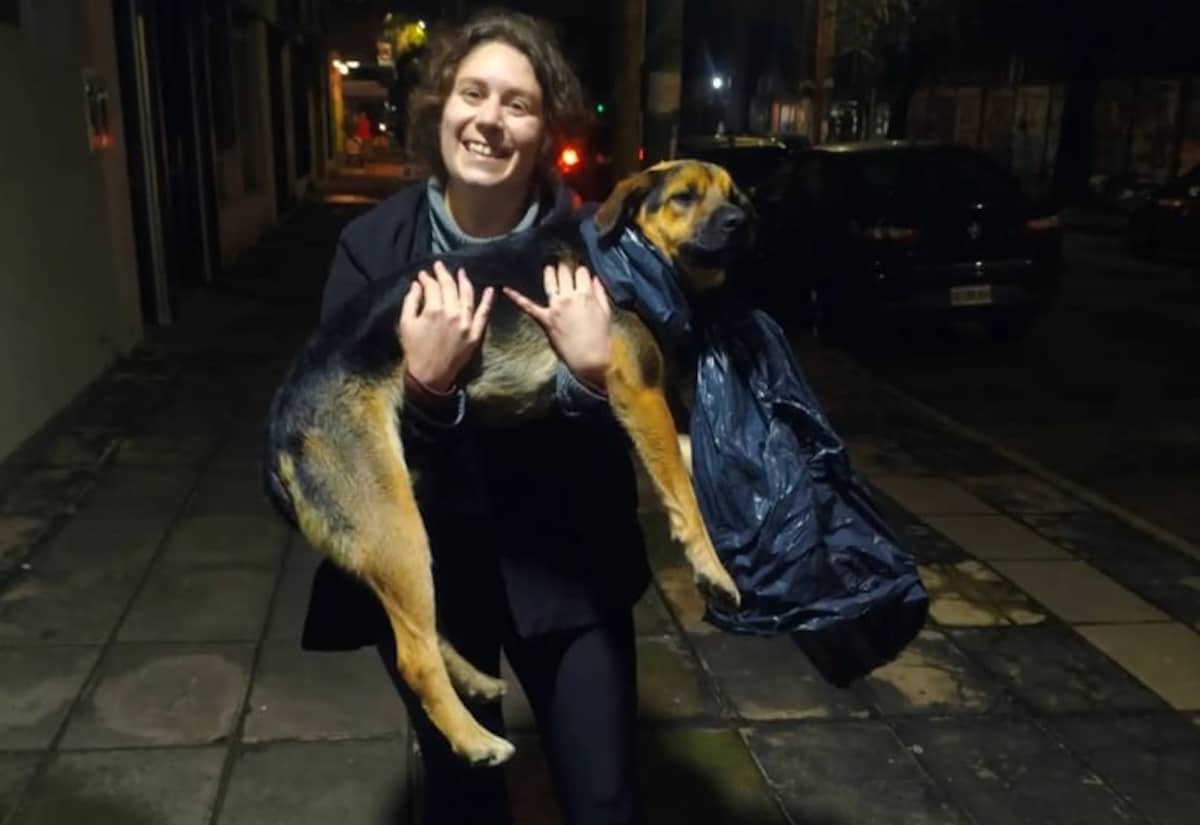 Chien errant adopté