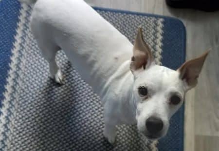 chien euthanasie