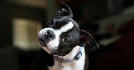 chien tete