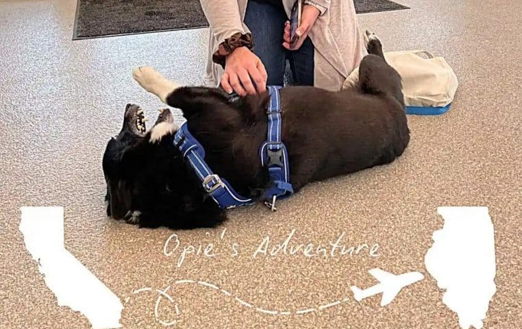 Les aventures de Opie