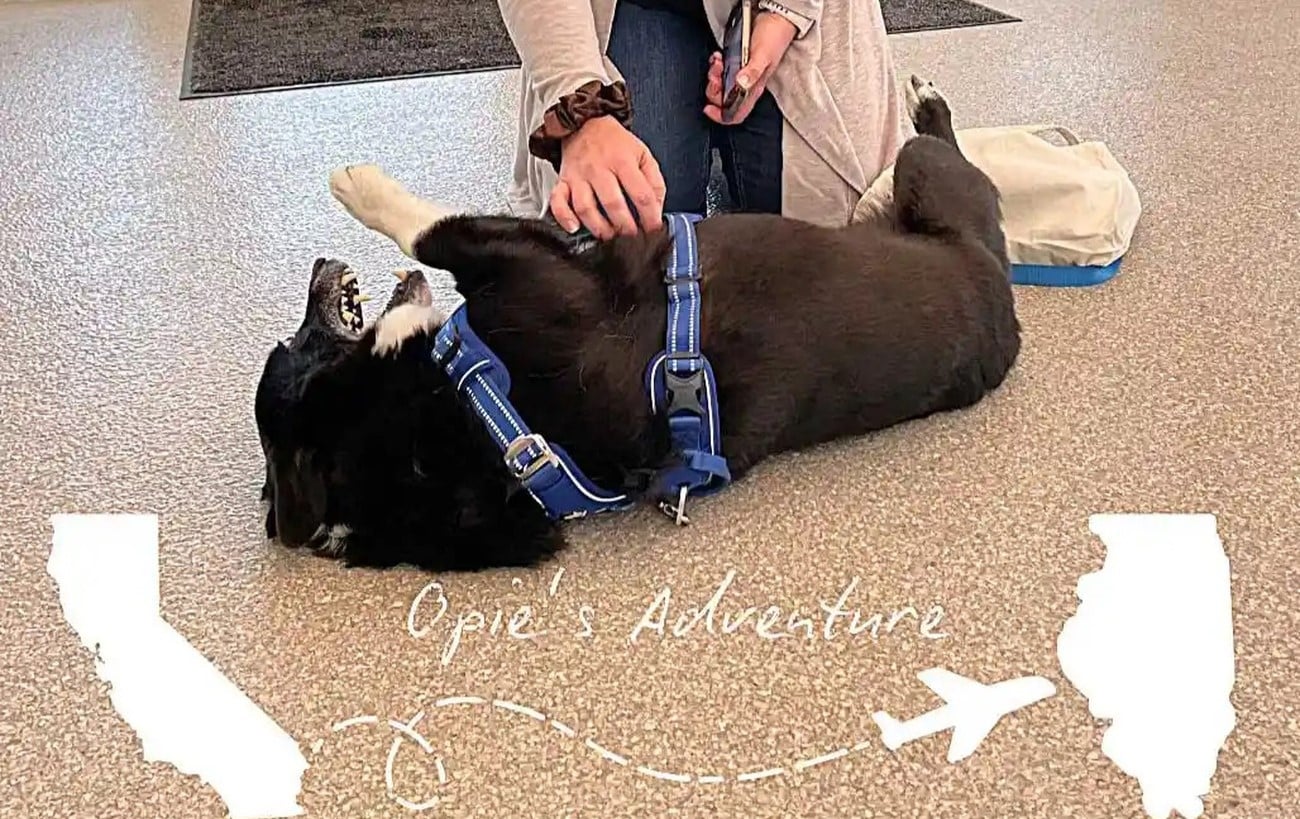 Les aventures de Opie