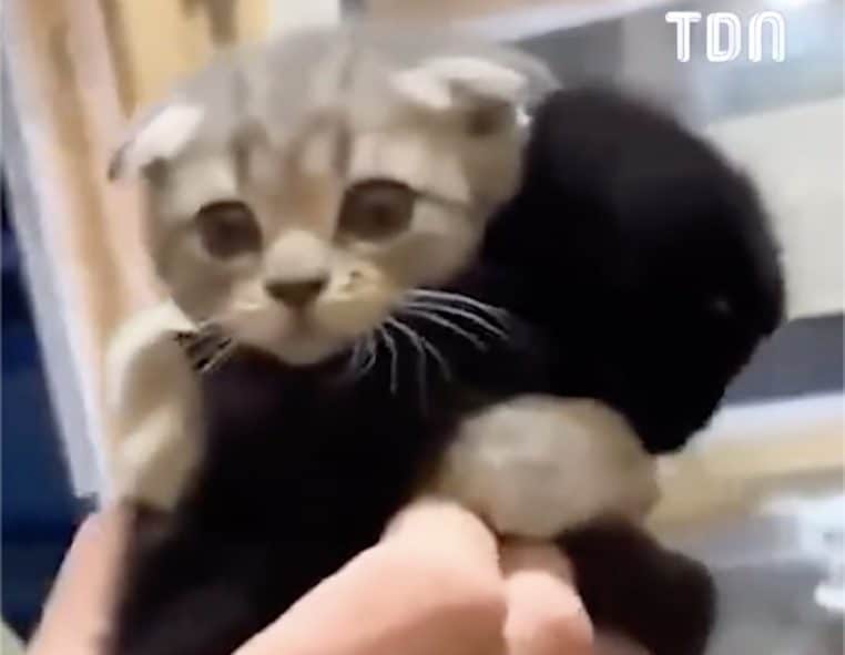 Deux chatons frères accrochés