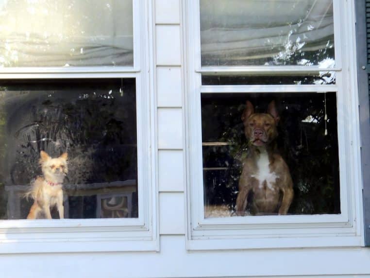 Chiens à la fenêtre