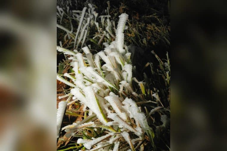 Gros plan d’herbe givrée au lever du jour