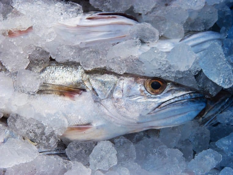 Poissons entiers sur glace, plan serré sur l’étal.