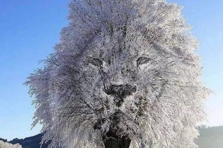 illusion lion arbre