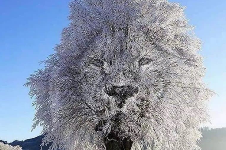 illusion lion arbre