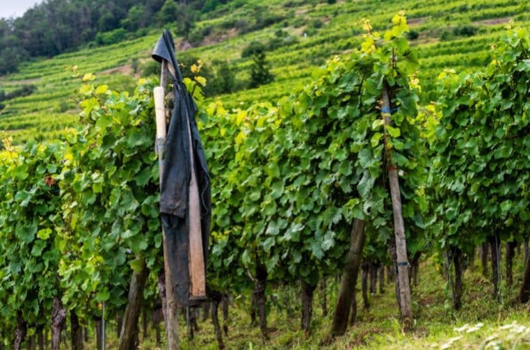 celebre vigneron decede accidentellement