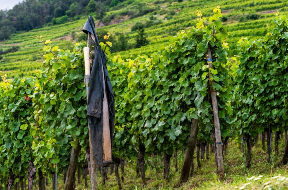 celebre vigneron decede accidentellement