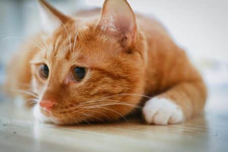 Ce chat errant révèle sa vraie personnalité
