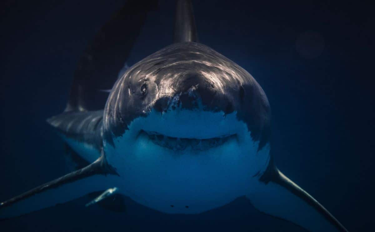 ouragan Melissa requin