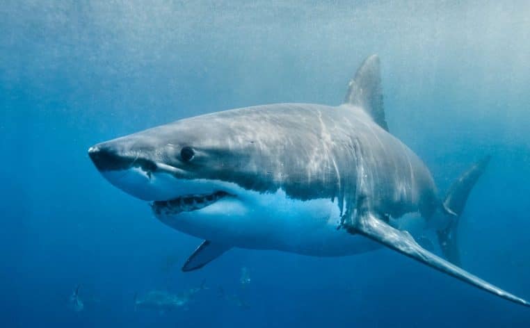 ouragan Melissa requin