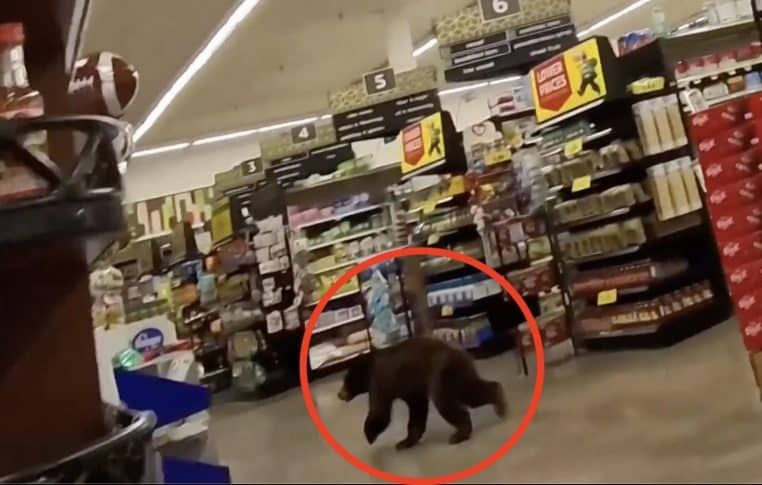 Ours dans l'épicerie