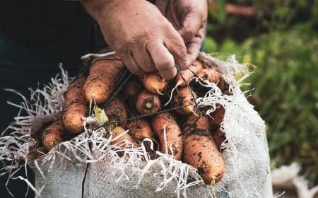 Potager d'hiver