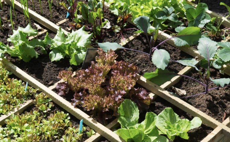 potager jardin plante